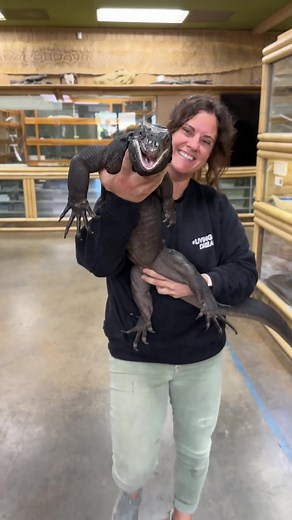 Meet Gilly, the Handsome Melanistic Asian Water Monitor