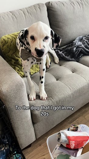 Celebrating Grey's Birthday with Love and Smiles 🐾❤️