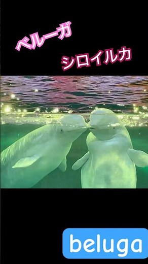 白くてキラキラ、それがシロイルカ🤍#尊い #愛らしい #cute #aquarium #animals #animalshorts #animallovers #zoo #生き物 #動物 #推し活