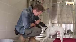 This weekend on Lucky Dog, Eric meets a spotted Chihuahua mix named Speckles who showers him with love at the shelter! 🐾❤️ Follow Speckles' journey this weekend on your local CBS station. ✨ | Lucky Dog