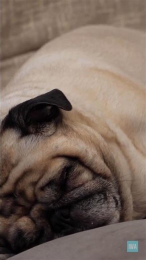 Sleepy Pug Knows How to Do It! - Cute Snoring Pug