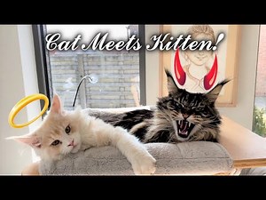 Big Maine Coon Cats meet New Kitten For The First Time.
