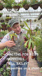 #add Carnivorous Plants waiting for flies in Pergola Nurseries today. Monkey Cups ,Nepenthes “Bill Bailey” and Mini Nepenthes on a stem . .Available in WEBSHOP https://pergolanurseries.ecwid.com ALL IRELAND DELIVERY 🚚 32 Counties Pergola Nurseries Garden Corner, Virginia, Co Cavan A gardeners oasis of quality plants Open Tuesday to Saturday 10.30-6 Open Sundays 2-6 #fy #grow #gardenideas #gardening #foryoupage #foryou #garden #gardenireland #happygardening #fyp #gardentipsforyou #foryourpage #g