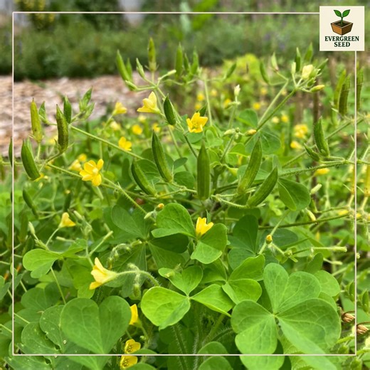 40 Seeds Yellow Wood Sorrel - Edible Heirloom Oxalis Stricta, Easy-grow Lemon Clover, Heart Shaped Leaves, Container Garden Herb - Etsy