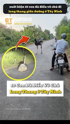 10 Con Đà Điểu Vô Chủ Lang Thang ở Tây Ninh