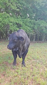 #cupidshufflechallenge #bulls | Vicstang