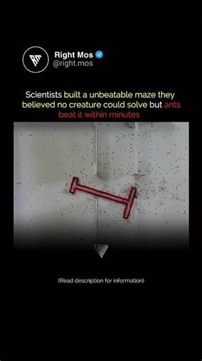The Impossible Maze 🐜🧠