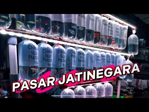 CHEAP PREDATOR STALLS AT JATINEGARA MARKET