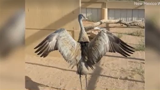 Sandhill crane will get a name, but which one