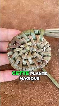 Découvrez le jonc, une superbe plante pour la Vannerie