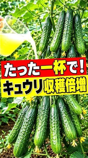 【家庭菜園】止めて！雨上がりの放置 → キュウリが枯れる！『ある液体』で収穫5倍！| This Liquid Saves Cucumbers & Boosts Harvests 5X