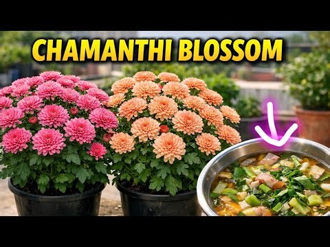 Chamanthi Plants Pots lo Full Bloom | Secret Homemade Liquid Fertilizer