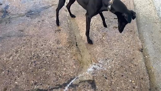 Dk winding Timmy ( Gun maker) up with the hose pipe 🥰 | Derek Knight Greyhound Racing - Team Knight