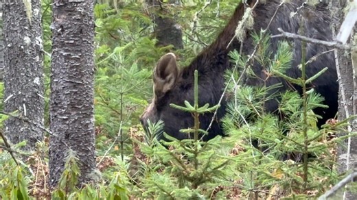 BEFRIENDING A COW MOOSE! As the cow hunt winds down this week, I thought I’d share a story from week two of our Bull hunt. I was guiding David and two hours into our spot n stalk, we spotted a cow moose less then 20 yards away and for two hours we watched this cow that only moved about 40 yards while feeding in the woods directly in front of us. We figured this would be a good mid day decoy, perhaps a bull would show up that was out and about scent checking. An hour and a half into it, I decided