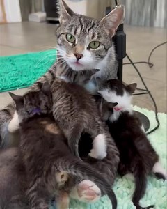 So cute family😍😍 #cat #catlover #catsofinstagram #cutecat #cute #naughtycats #crazycats #reel2024 #tiktokcats #viralreelschallenge #catsfacebook #orangecatbehavior #viralshorts #funnymoments #reelsfypシ #moodchallengechallenge | Cute Kitties