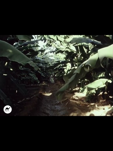 SOMALI ARCHIVE على TikTok