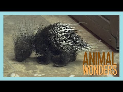 Baby Porcupine!