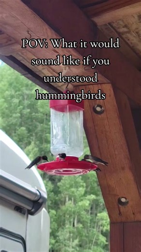 The Hidden Chaos of Hummingbirds: A Funny POV