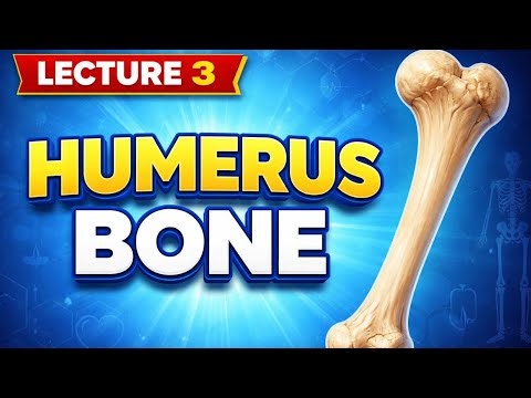 Upper limb lecture 3 | humerus bone