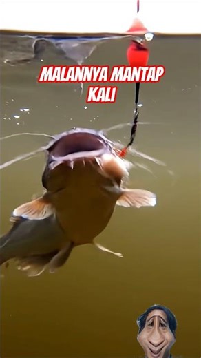 HOW FISH EAT BAIT #uniquefacts #fish #short