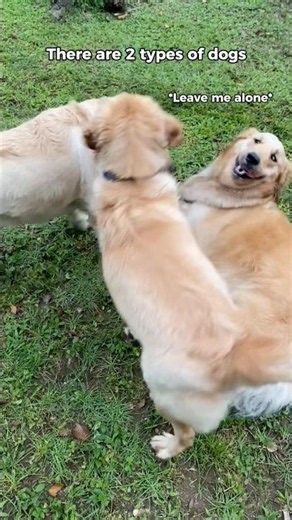 2 types of dogs #dog #goldenretriever #pets #funny