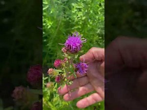 20 Native Plants You Can Grow In Your Garden!