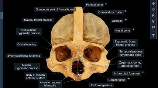 Download and run cadaVR anatomy on PC & Mac (Emulator)