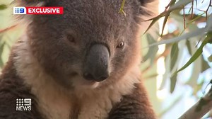 6.2K views · 93 reactions | Three American firefighters killed fighting our bushfires are being honoured by the koala reserve they were trying to protect. #9News | 9 News Gold Coast | Facebook