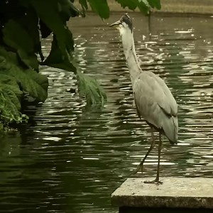 15K views · 28 reactions | When a heron eats ducklings, there is nothing a mother duck can do to stop this predator hunting #animals #wildanimals #nature #animalswildlife #birds | Fountain of Life Ministries International | Facebook