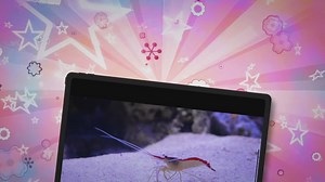 Feeding Your Pet Lobster: A Quick Guide