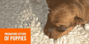 Premature Puppies & Litters — Health, Care, Preterm Birthing & FAQ