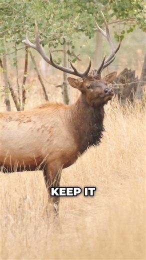 The Gold Ring Isn't Just A Scope..