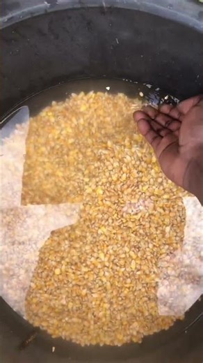 Process of a hydroponic fodder