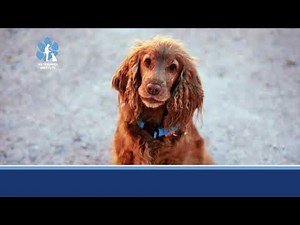 K9TI: Dog Training Workshop (Short)