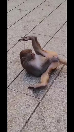 Stinky Monkey Compilation: Hilarious and Unbelievable Moments