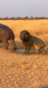 14M views · 152K reactions | You’re witnessing the ultimate savage hippo revenge on a lion 鍊女 When the lion went in for a tail bite… and got FULLY baptized  Would you laugh… or run for cover?  Drop your “Lion vs Hippo” survival tips in the comments!  (AI-generated content) #Wildlife #Hippo #Lion #Nature #Funny #Animals #Safari | King Hippo | Facebook