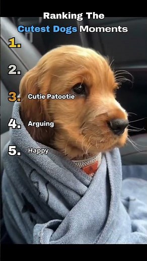 Ranking the Cutest Dogs: #1 will melt Your Heart! 🐶 #shorts