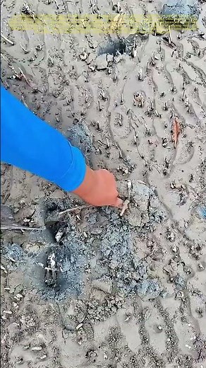 Digging for Fiddler Crabs: A Coastal Tradition Unveiled