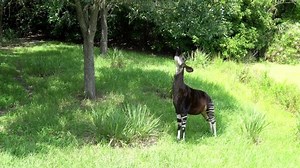 Okapi Eating Out Tree Using Tongue Stock Footage Video (100% Royalty-free) 1033744871 | Shutterstock