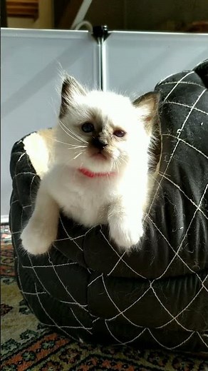 Un chaton mâle sacré de Birmanie