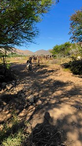 Is this true freedom from their former shackles or what people ? And how many sets of bobbing ears can you count? Our beautiful fandam of rescues on their way home this evening after a scrumptious day of grazing under the olives. #animals #animalrescue #donkey #donkeyrescue #cows #cowrescue #happy #love #life | Karoo Donkey Sanctuary