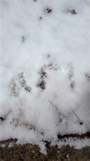 Carlson #snow #cold #winter