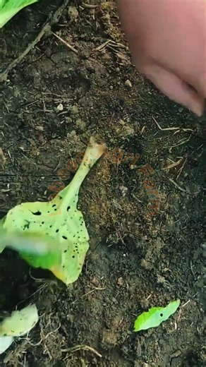 The Giant Vegetable You’ve Never Seen! 🥬🔨 #LabeeqAgriFarm #ViralFarming #Satisfying