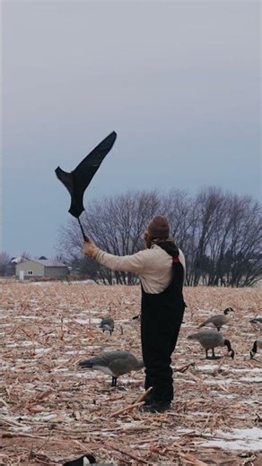 #goosehunting #geese #waterfowl