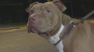SPCA Tampa Bay still open for adoptions, but only by appointment
