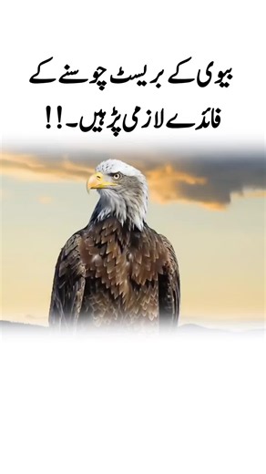 Eagle Sitting on a Tree Branch — Power of Shaheen