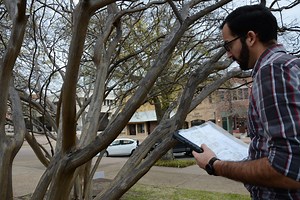 Crape myrtle bark scale study reveals tree treatments to fight pest - AgriLife Today