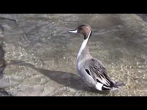 Northern Pintail Duck Preparing For Flight HQ HD