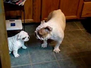 Bulldog Mom and baby playing