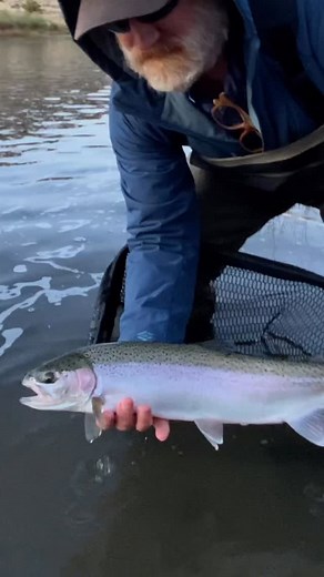 November Fall Steelhead. . . . . . . #flyfishing #steelhead #catchandrelease #oregon #wild #explore #exploremore #river #trout #travel #theglobalwanderer #photooftheday #adventureoften #fishing #getoutside #getoutstayout #commutingrivers #builtforthewild #nature #outdoors #fish #steelheadfishing #sageflyfish #sageflyfishing #simmsfishing #korkersfootwear #rioproducts #columbiapfg #whyifish #fishitwell | River Right Outdoors